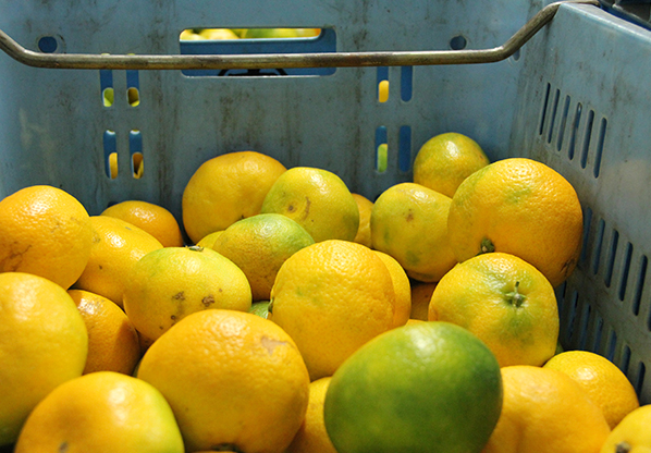 国産、愛媛の柑橘無添加ドライフルーツのおすすめをげんき本舗から。国内最⼤級の⾃社ドライフルーツ製造⼯場でしっかりと衛⽣管理されたドライブルーツをお届けしてます。
